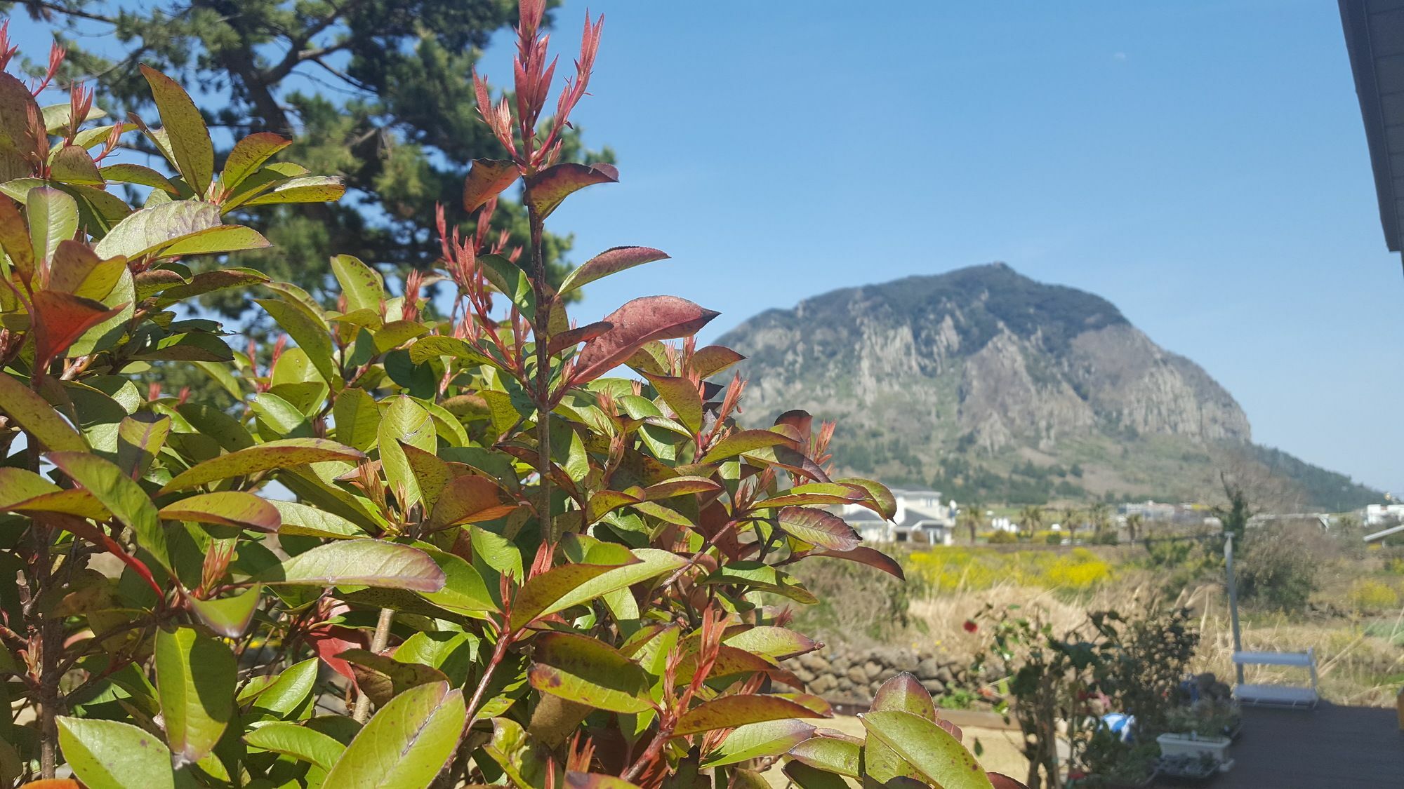 Wind Jeju Cafe & Pension Σεογκουίπο Εξωτερικό φωτογραφία