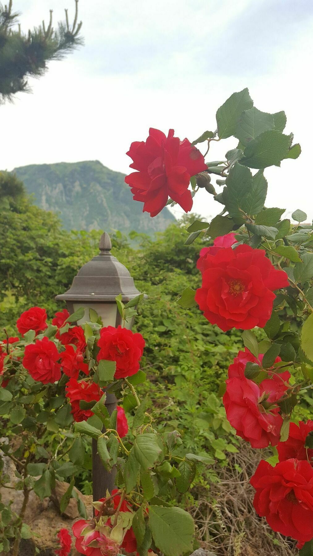 Wind Jeju Cafe & Pension Σεογκουίπο Εξωτερικό φωτογραφία